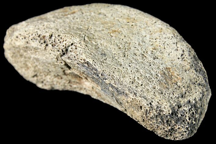 Fossil Hadrosaur Phalange - Alberta (Disposition #-) #134461